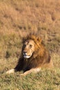 Portrait of a lying lion on a hill in Masai Mara park. Kenya, Africa Royalty Free Stock Photo