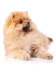 Portrait of a lying Pomeranian Spitz dog on a white background.