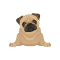 Portrait of lying pug puppy, front view. Small dog with beige coat, adorable wrinkled muzzle and shiny eyes. Flat vector