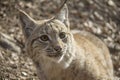 Portrait of lynx cub Royalty Free Stock Photo