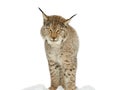 Portrait lynx isolated on white background