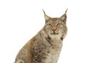 Portrait lynx isolated on white background