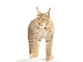portrait lynx isolated on white background