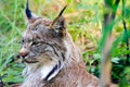 Lynx close up Portrait