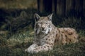 A portrait of a lynx