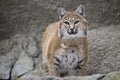 Portrait Lynx sitting on a rock