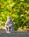 Portrait Macaca or Monkey, moment baby monkey snuggled up in her mother's arms, in forest park shows love care, It stares. Royalty Free Stock Photo