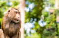 Portrait macaque Crab-eating fascicularis cute animal of Thailand blurred background tropical forest greeting card basis copy