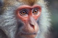 Portrait of a macaque monkey (Macaca fascicularis)