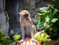 Portrait macaque monkey near Batu Caves