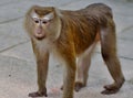 Portrait of macaque with mournful eyes