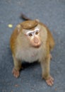 Portrait of macaque with mournful eyes