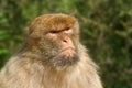 Portrait of Macaque with nasty look Royalty Free Stock Photo