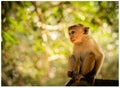 Portrait of Macaque perched on tree in Wilpattu National Park wilderness