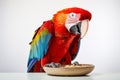 Portrait of Macaw parrot near a bowl of bird food isolated on a white background