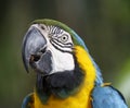Maccaw Parrot Portrait Royalty Free Stock Photo