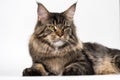 Portrait of mackerel tabby American Longhair Cat looking at camera, lying on white background Royalty Free Stock Photo