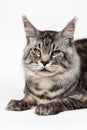 Portrait mackerel tabby male American Longhair Cat looking at camera, lying on white background Royalty Free Stock Photo
