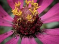 A portrait of the macro aphotic flower with the small side insect Royalty Free Stock Photo