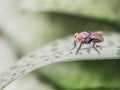 Portrait macro of fly on a green leaf Royalty Free Stock Photo