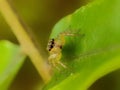 Portrait macro spider on green leaves background