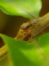 Portrait macro spider on green leaves background