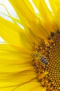 Portrait macro view of honey collection process, bee pollinating beautiful sunflower with sky on the background Royalty Free Stock Photo