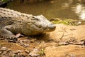 Portrait Madagascar Crocodile, Crocodylus niloticus madagascariensis, Madagascar Royalty Free Stock Photo