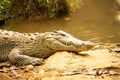 Portrait Madagascar Crocodile, Crocodylus niloticus madagascariensis, Madagascar Royalty Free Stock Photo