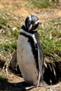 Portrait of a Magellanic Penguin