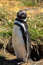 Portrait of a Magellanic Penguin Royalty Free Stock Photo