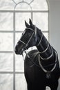 Black akhal-teke gelding horse with traditional bridle and finery Royalty Free Stock Photo