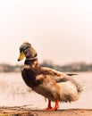 Portrait of a magnificent crested duck on a sandy shore near the water of a lake in her natural environment. Royalty Free Stock Photo