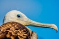 Portrait of a Magnificent Frigatebird in Galapagos Royalty Free Stock Photo