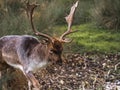 portrait of a magnificent perineal deer in nature