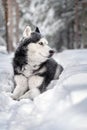 Portrait magnificent Siberian husky dog with blue eyes. Husky dog in winter forest lies on the snow.