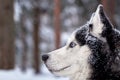 Portrait magnificent Siberian husky dog with blue eyes. Husky dog in winter forest lies on the snow. Close up. Copy