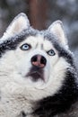 Portrait magnificent Siberian husky dog with blue eyes. Husky dog in winter forest looks up. Closeup.