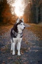 Portrait magnificent Siberian husky dog standing on the path in magical charming autumn park