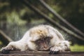 Portrait of a magot monkey or Barbary macaque