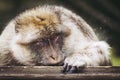 Portrait of a magot monkey or Barbary macaque