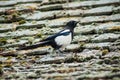 Magpie walking on terra cotta tiles on the roof Royalty Free Stock Photo