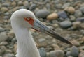Portrait of a maguari stork