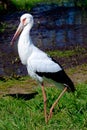 A Portrait of a Maguari Stork