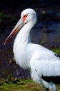 A Portrait of a Maguari Stork