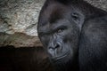 portrait of a mail adult gorilla