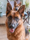 Portrait of a German Shepherd, 3 years old, portrait, in front. Unsharp young female German Shepperd in background