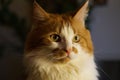 Portrait of a main coon tomcat Royalty Free Stock Photo