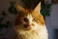 Portrait of a main coon tomcat Royalty Free Stock Photo