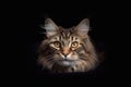 Portrait of a maine coon cat on a black background